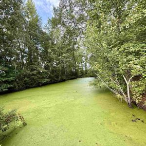 Photo #20 of 1335 Norwood Rd., Olanta, SC 175.0 acres