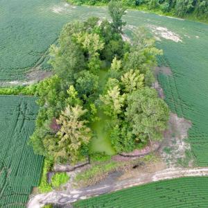 Photo #27 of 1335 Norwood Rd., Olanta, SC 175.0 acres