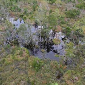 Photo #31 of 1335 Norwood Rd., Olanta, SC 175.0 acres