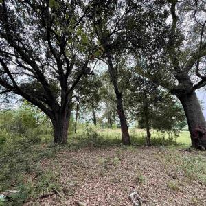 Photo #6 of 1335 Norwood Rd., Olanta, SC 175.0 acres