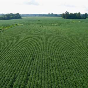 Photo #24 of 1335 Norwood Rd., Olanta, SC 172.0 acres