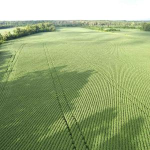 Photo #15 of 1335 Norwood Rd., Olanta, SC 172.0 acres