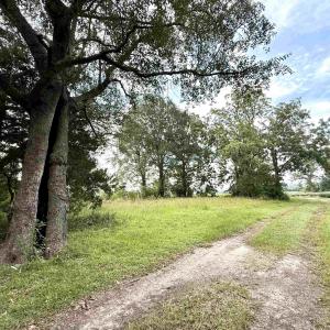 Photo #5 of 1335 Norwood Rd., Olanta, SC 172.0 acres