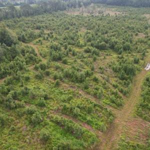 Photo #33 of 1335 Norwood Rd., Olanta, SC 172.0 acres