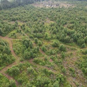 Photo #32 of 1335 Norwood Rd., Olanta, SC 172.0 acres