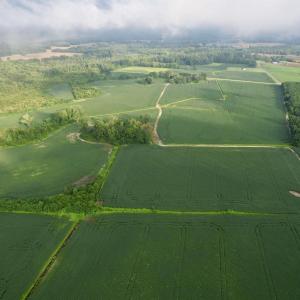 Photo #16 of 1335 Norwood Rd., Olanta, SC 172.0 acres