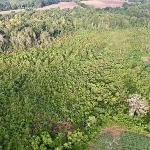 Photo #4 of 1335 Norwood Rd., Olanta, SC 172.0 acres