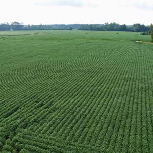 Photo #23 of 1335 Norwood Rd., Olanta, SC 172.0 acres