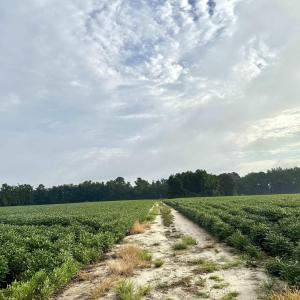 Photo #9 of 1335 Norwood Rd., Olanta, SC 172.0 acres