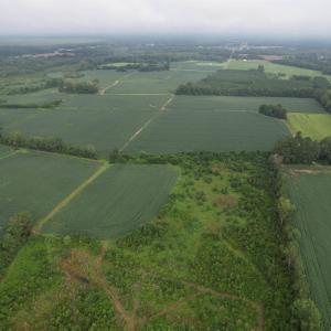 Photo #36 of 1335 Norwood Rd., Olanta, SC 172.0 acres