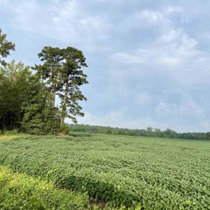 Photo #7 of 1335 Norwood Rd., Olanta, SC 172.0 acres