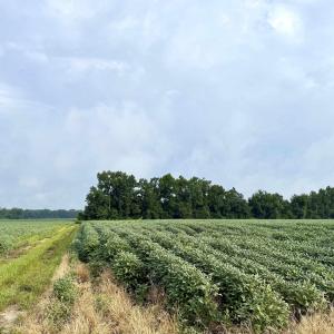 Photo #10 of 1335 Norwood Rd., Olanta, SC 172.0 acres