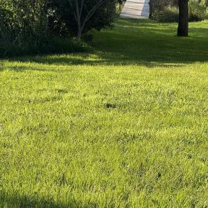 View of grassy yard