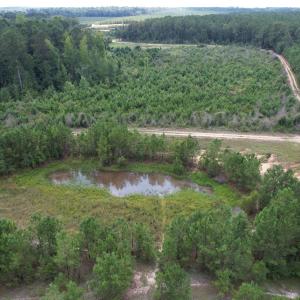 Photo #2 of 97.83 Acres-TBD Sugar Hill Fox Rd., Pamplico, SC 97.8 acres