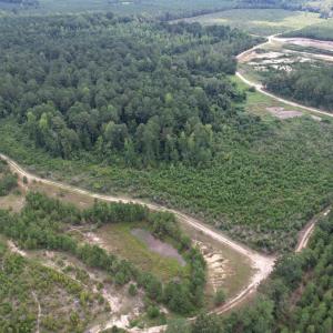 Photo #3 of 97.83 Acres-TBD Sugar Hill Fox Rd., Pamplico, SC 97.8 acres