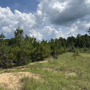 Photo #20 of 97.83 Acres-TBD Sugar Hill Fox Rd., Pamplico, SC 97.8 acres