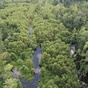 Photo #5 of 97.83 Acres-TBD Sugar Hill Fox Rd., Pamplico, SC 97.8 acres