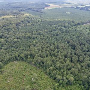 Photo #6 of 97.83 Acres-TBD Sugar Hill Fox Rd., Pamplico, SC 97.8 acres