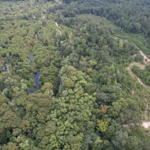 Photo #4 of 97.83 Acres-TBD Sugar Hill Fox Rd., Pamplico, SC 97.8 acres