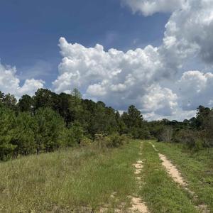 Photo #12 of 97.83 Acres-TBD Sugar Hill Fox Rd., Pamplico, SC 97.8 acres