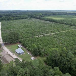 Photo #5 of 97.83 Acres-TBD Sugar Hill Fox Rd., Pamplico, SC 97.8 acres