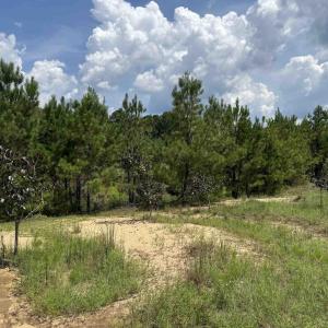 Photo #14 of 97.83 Acres-TBD Sugar Hill Fox Rd., Pamplico, SC 97.8 acres
