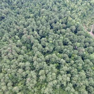 Photo #3 of 97.83 Acres-TBD Sugar Hill Fox Rd., Pamplico, SC 97.8 acres