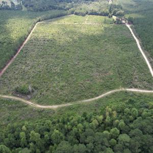 Photo #2 of 97.83 Acres-TBD Sugar Hill Fox Rd., Pamplico, SC 97.8 acres
