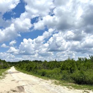 Photo #16 of 97.83 Acres-TBD Sugar Hill Fox Rd., Pamplico, SC 97.8 acres
