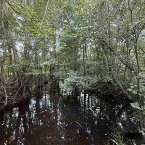 Photo #10 of 97.83 Acres-TBD Sugar Hill Fox Rd., Pamplico, SC 97.8 acres