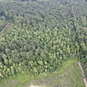 Photo #6 of 97.83 Acres-TBD Sugar Hill Fox Rd., Pamplico, SC 97.8 acres