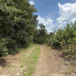 Photo #11 of 97.83 Acres-TBD Sugar Hill Fox Rd., Pamplico, SC 97.8 acres