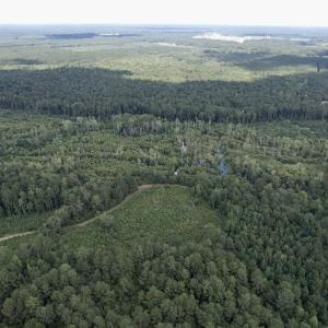 Photo #7 of 97.83 Acres-TBD Sugar Hill Fox Rd., Pamplico, SC 97.8 acres