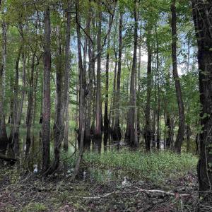 Photo #9 of 97.83 Acres-TBD Sugar Hill Fox Rd., Pamplico, SC 97.8 acres
