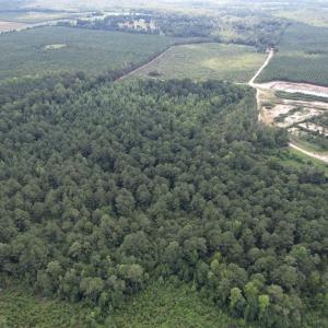 Photo #4 of 97.83 Acres-TBD Sugar Hill Fox Rd., Pamplico, SC 97.8 acres