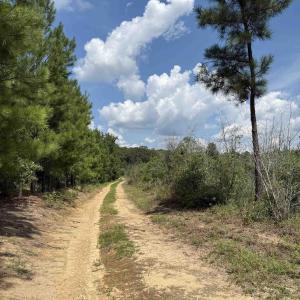 Photo #15 of 97.83 Acres-TBD Sugar Hill Fox Rd., Pamplico, SC 97.8 acres