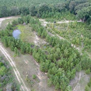 Photo #8 of 97.83 Acres-TBD Sugar Hill Fox Rd., Pamplico, SC 97.8 acres