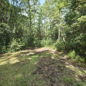 View of wooded area