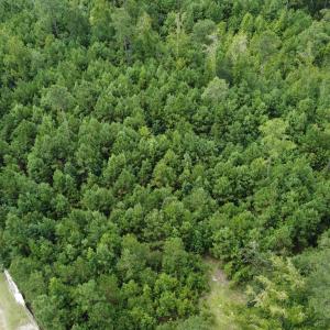 Photo #2 of TBD Lonzy Ln., Conway, SC 27.7 acres