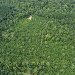 Photo #5 of TBD Lonzy Ln., Conway, SC 27.7 acres