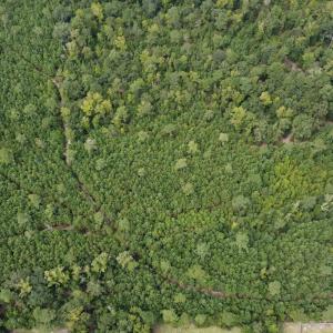 Photo #6 of TBD Lonzy Ln., Conway, SC 27.7 acres