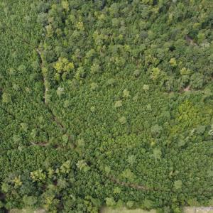 Photo #8 of TBD Lonzy Ln., Conway, SC 27.7 acres