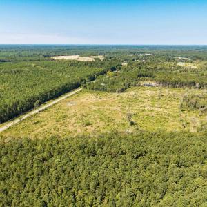 Drone / aerial view of a forest