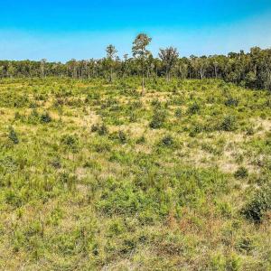 View of undeveloped land