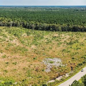 Drone / aerial view of a forest