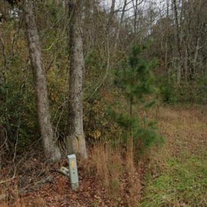 Photo #12 of 2940 Red Bluff Rd., Loris, SC 4.9 acres