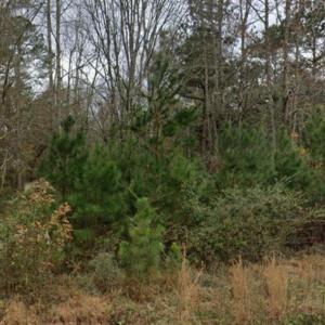 Photo #11 of 2940 Red Bluff Rd., Loris, SC 4.9 acres
