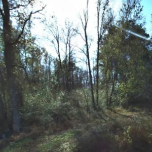 Photo #8 of 2940 Red Bluff Rd., Loris, SC 4.9 acres