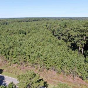 Bird's eye view of a forest