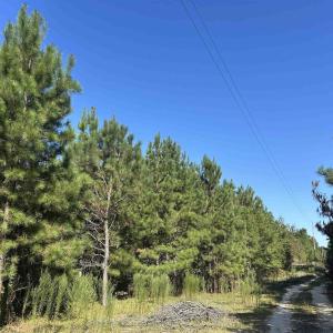 Photo #1 of TBD Oakland Rd., Hamer, SC 79.0 acres